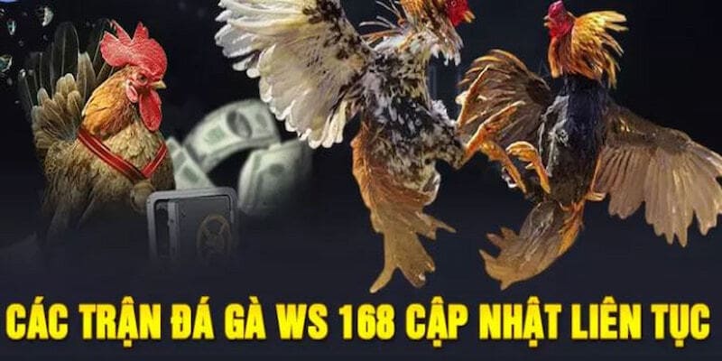 WS168 là lựa chọn hàng đầu khi khách hàng truy cập vào sảnh đá gà FB88